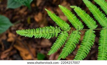Pteridophyta Ferns (taxon Filicopsida, Pterophyta, Filicinae or Polypodiophyta) are seedless vascular plants (pteridophytes), whose most outstanding morphological characteristics are their large leave Royalty-Free Stock Photo #2204257007
