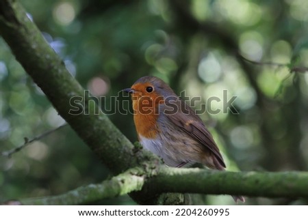 A wild Robin Redbreast sitting on a branch of a tree in the forest. This forest is located in Preston, Lancashire.