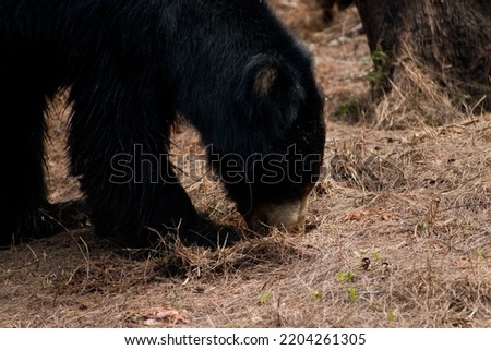 Beautiful Sloth bear grazing in the forest.