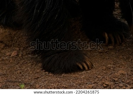 Indian sloth bear powerful Claws on the ground.