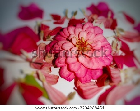 beautiful zinnia flower white background, beautiful flower background