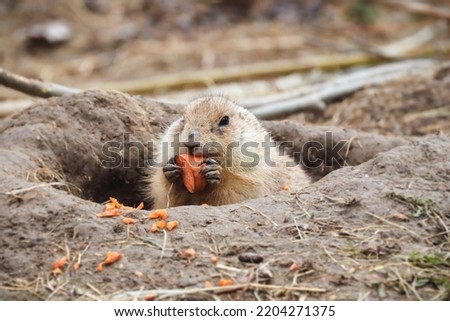 Eating Prairie dog also known as Cynomys ludovicianus. Royalty-Free Stock Photo #2204271375