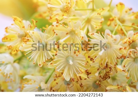 Linden flowers on a white background. Linden flowers bloom with leaves and petals. Royalty-Free Stock Photo #2204272143