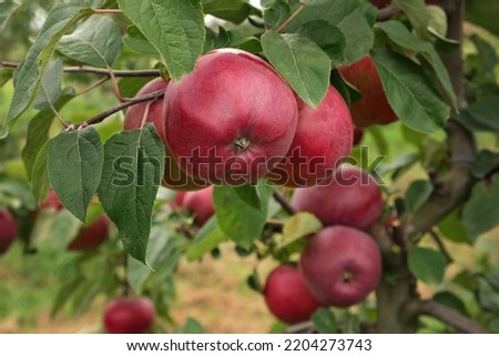 Ripe Apples in the Apple Orchard before Harvesting. Big Red delicious Apples Hanging from a Tree Branch in the Fruit Garden at Fall Harvest. Basket of Apples. Autumn Cloudy Day, Soft Shadow. Royalty-Free Stock Photo #2204273743