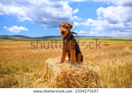 An Airedale terrier puppy sits in a field on a haystack. Royalty-Free Stock Photo #2204275637