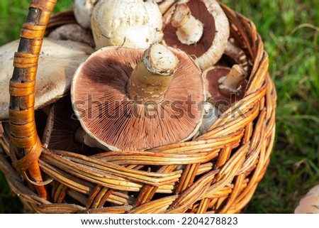 picking mushrooms, picking champignons mushrooms, champignons in a basket on the grass