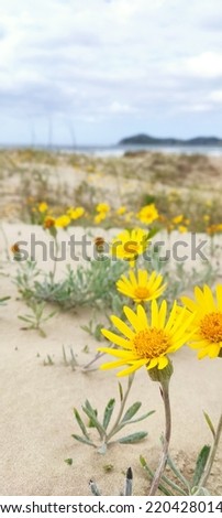 
Daisies on the beach sand