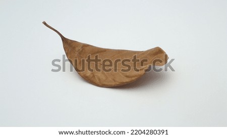 The top of the dried jackfruit leaf is brown on a white background.
