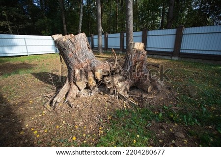 Uprooting of pine stumps in the garden. A stump with its roots torn out of the ground. Deleting a tree. Royalty-Free Stock Photo #2204280677