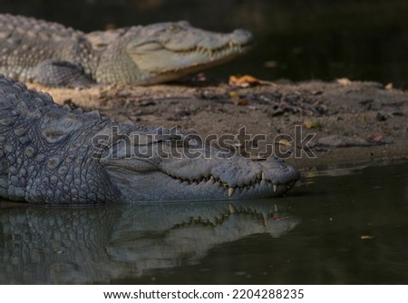 two crocodiles in the water and land resting and basking; mugger crocodiles from Sri Lanka; mirror image of animals with reflection from the water
