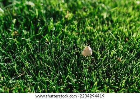 Little mushroom in the green grass