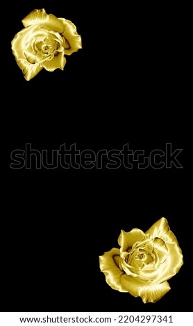 Pop Art Surreal Style Gorgeous Golden Roses with Dewdrop Isolated on Black Backdrop