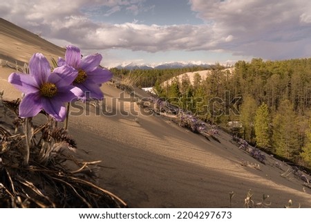 Chara sands in Siberia. Flowers Royalty-Free Stock Photo #2204297673