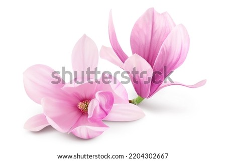 Pink magnolia flower isolated on white background with full depth of field Royalty-Free Stock Photo #2204302667