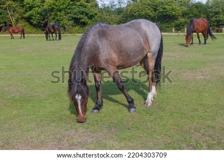 Horses are eating grass in the field