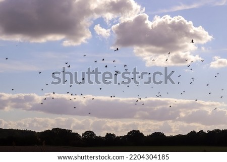A large flock of black crow birds against a beautiful sky