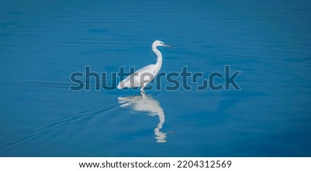 Egret on the water. Photographed in MANNAR, Sri Lanka,