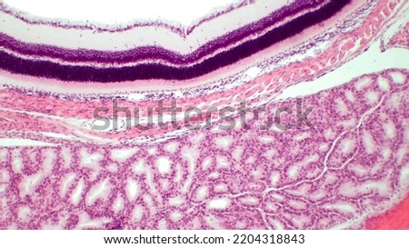 Retina and lacrimal gland. The retinal tunic is the innermost layer of the optic wall composed of pigment epithelium and neural retina and epithelium of the ciliary body and iris. Royalty-Free Stock Photo #2204318843