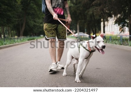 Disobedient dog pulling on the leash. Young staffordshire terrier showing reactive bad behaviour Royalty-Free Stock Photo #2204321497