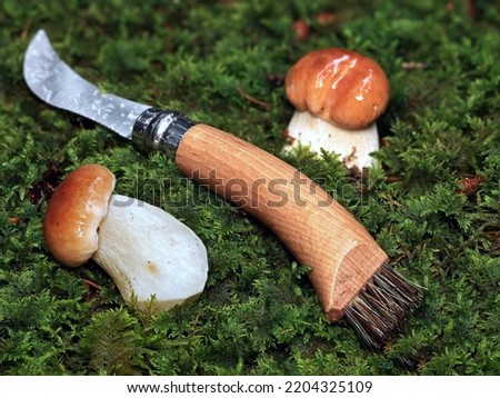 young mushroom, Boletus edulis, in the moss with a mushroom knife, cleaning and collecting mushrooms with a special knife, conceptual image