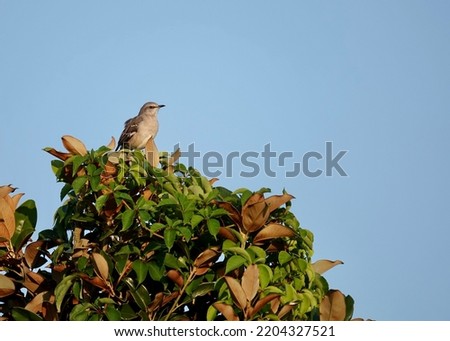                 Northern mockingbird perched at the top of a tree during sunset. Blue skies provide the background at Shelter Cove in Hilton Head.               