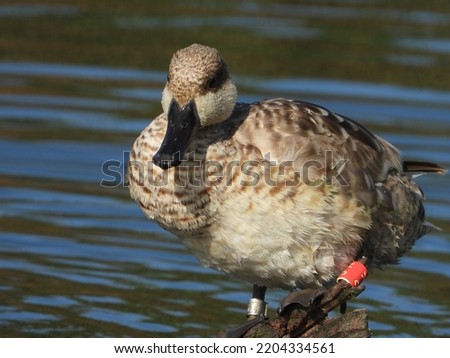 Marbled Teal (Marmaronetta angustirostris), close-up perched on a tree in the middle of a lake