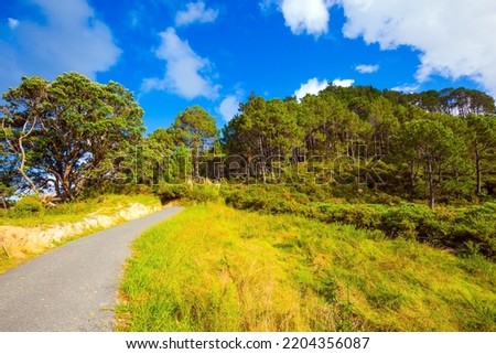Coromandel Peninsula on the North Island. New Zealand. The path to Cathedral Cove. Picturesque trees grow along the sides of the path. The concept of active, exotic, ecological and photo tourism