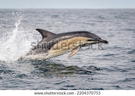 Common Dolphin in Action, Kerry, Wild Atlantic Way, Ireland  Royalty-Free Stock Photo #2204370755