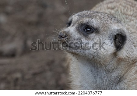 Meerkat Headshot Close Up Three Quarter