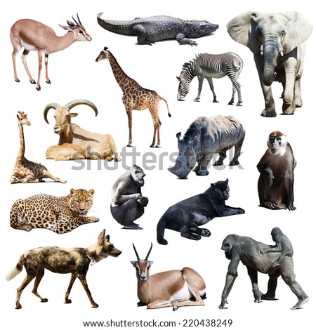 Set of african animals on white background with shade