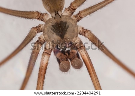 close up spider, macro photography
