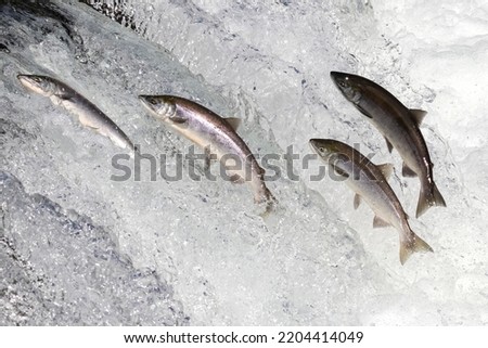 Wild salmon swimming upstream at Brooks Falls in Katmai National Park (Alaska). Royalty-Free Stock Photo #2204414049