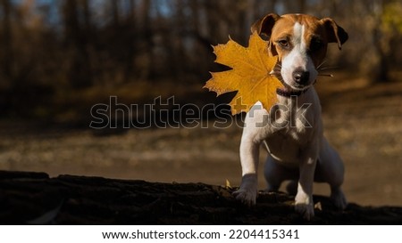 Jack russell terrier dog walks in the evening in the autumn forest in the evening. Royalty-Free Stock Photo #2204415341