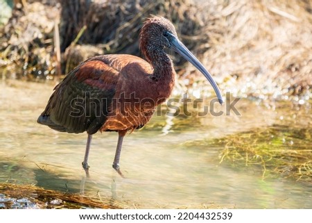 The glossy ibis, latin name Plegadis falcinellus, searching for food in the shallow lagoon. A brown ibis stands in the water on the shore of the lake.