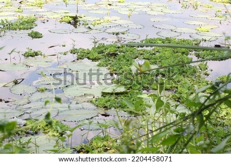 This image contains a bunch of algae on the pond. a pond containing many giant lotuses, round broad leaves, many, beautiful, selective focus. calm water pond containing lotus plants.