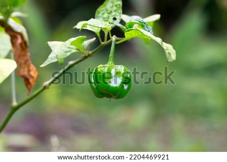 Savina pepper is a cultivar of the habanero chili (Capsicum chinense Jacquin), which has been selectively bred to produce spicier, heavier, and larger fruit, ultimately more potent than its derivative