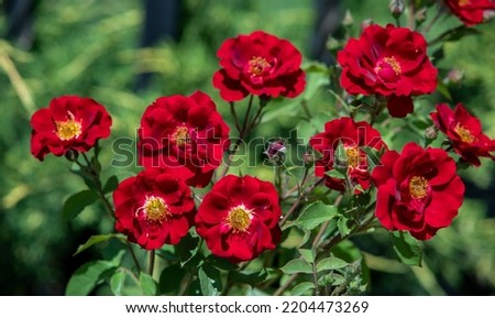 Red tea rose flowers, plant nature.