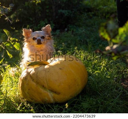 A dog with pumpkins. A chihuahua dog sits on the grass next to a large Thanksgiving pumpkin. Autumn season. Halloween holidays.