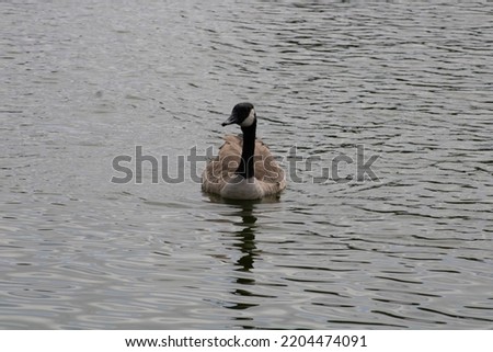 goose with reflection in water