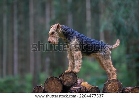 Portrait of a stunning female Welsh Terrier hunting dog, posing on a log pile in the woods. Royalty-Free Stock Photo #2204477537
