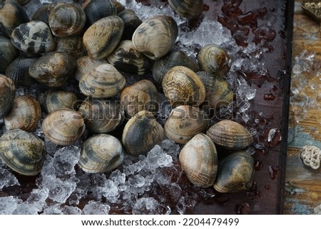 sea ​​mollusks in a gray shell on a wooden board on ice macro photo
