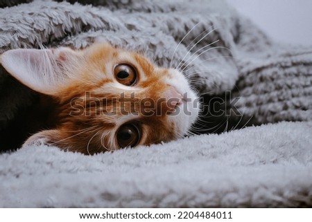 Red cat under the blanket on a bed, close-up view. Sales creative concept. Funny raised paw. A beautiful and funny pet. New year of the cat. Online shopping. Royalty-Free Stock Photo #2204484011