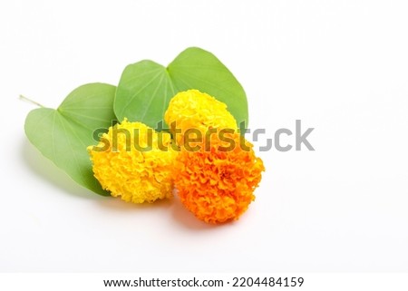 Indian Festival Dussehra, showing golden leaf (Piliostigma racemosum) and marigold flowers on white background. Royalty-Free Stock Photo #2204484159