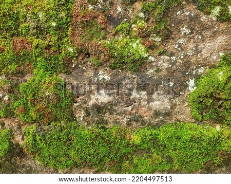 Moss is on the wall brick with moisture.green nature background and texture.tropical rainforest