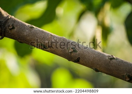Close up stem of a manggo tree - Stock Photo