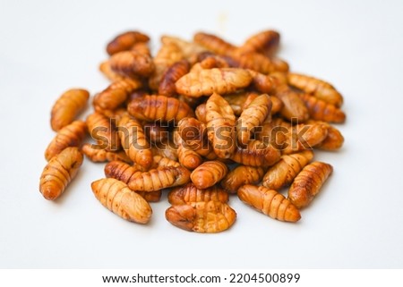 pupa on gray background, fry silk worms - fried pupa for food beetle worm 