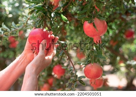 Woman's hands picking up fruit from tree. Orchard with big red pomegranates in Israel. Autumn - collection season harvest of ripe pomegranates. Fruits very useful for healthy lifestyle.