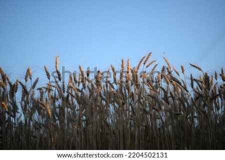 ripe spikelets of wheat, wheat cereals close-up, wheat field against the sky, golden spikelets close-up, grain for white bread, ripe wheat, lit by the sun, against the blue sky, Ukrainian flag Royalty-Free Stock Photo #2204502131
