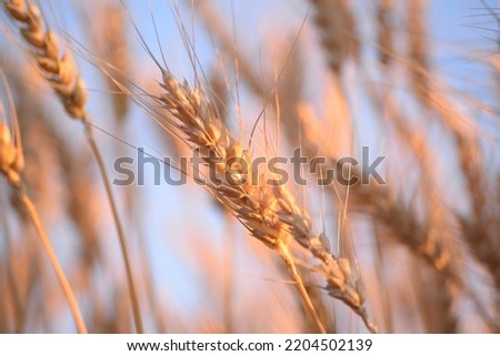 ripe spikelets of wheat, wheat cereals close-up, wheat field against the sky, golden spikelets close-up, grain for white bread, ripe wheat, lit by the sun, against the blue sky, Ukrainian flag Royalty-Free Stock Photo #2204502139