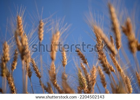 ripe spikelets of wheat, wheat cereals close-up, wheat field against the sky, golden spikelets close-up, grain for white bread, ripe wheat, lit by the sun, against the blue sky, Ukrainian flag Royalty-Free Stock Photo #2204502143